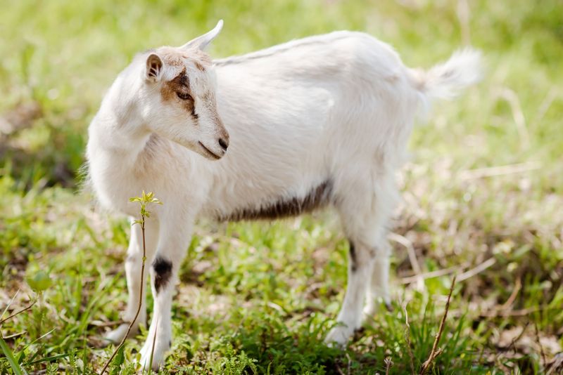 acheter en gros chevreau halal pour boucherie à Lyon et Montpellier